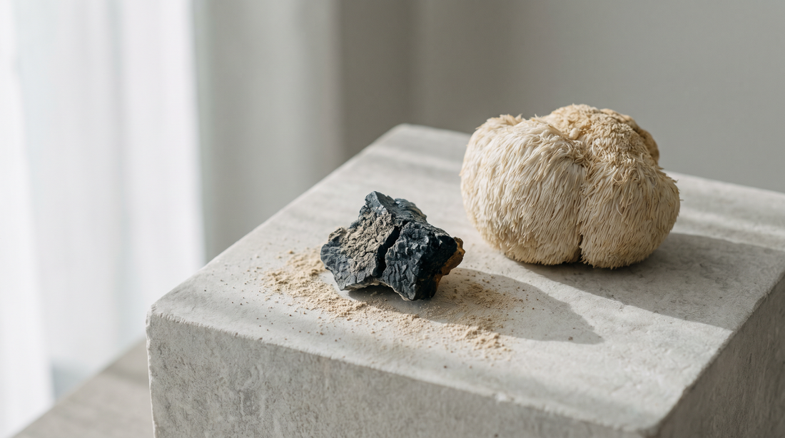 Dried lion's mane and a broken piece of chaga arranged on pale gray stone