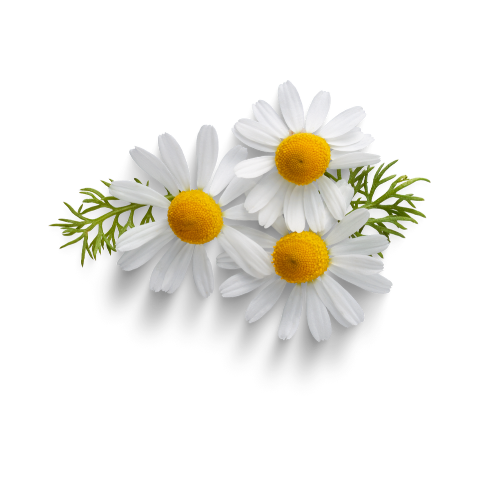 Chamomile