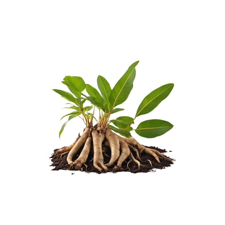 Tongkat ali root