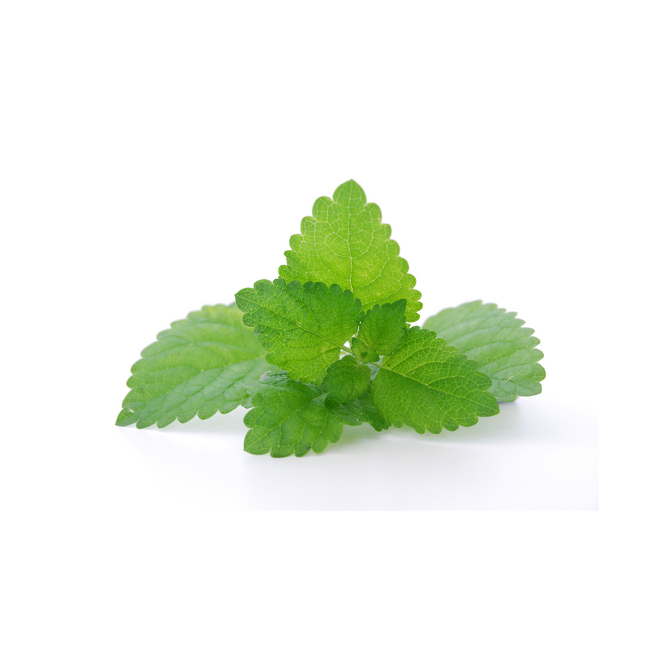 Lemon balm