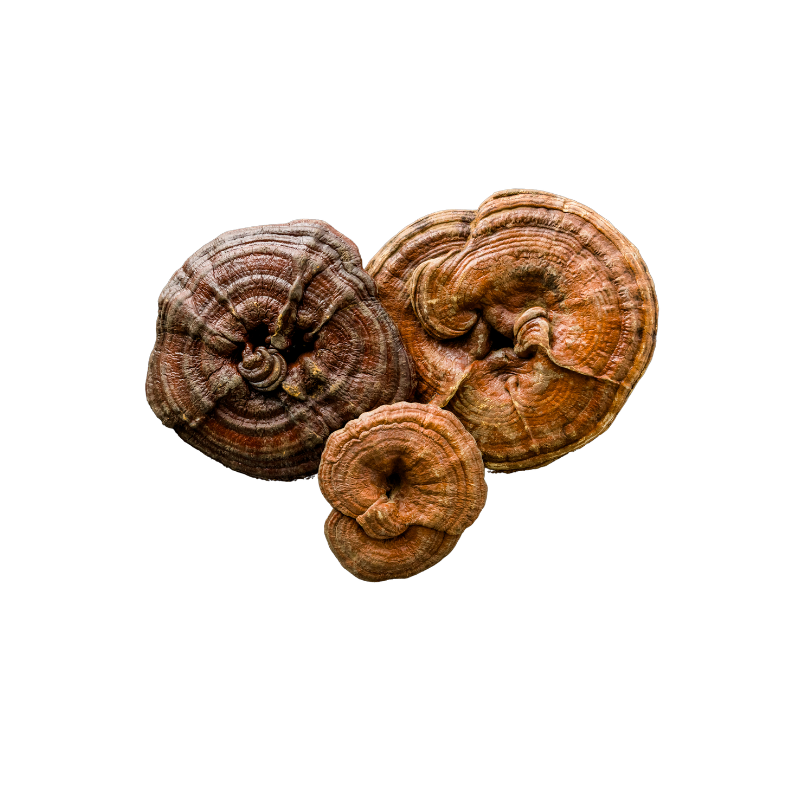 Reishi