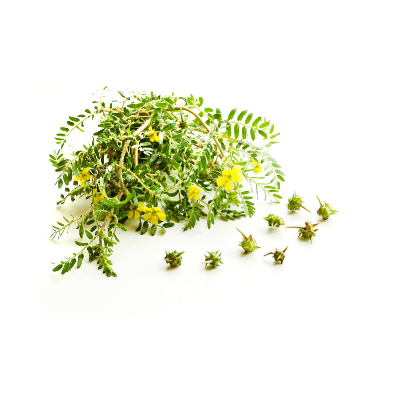 Tribulus fruit