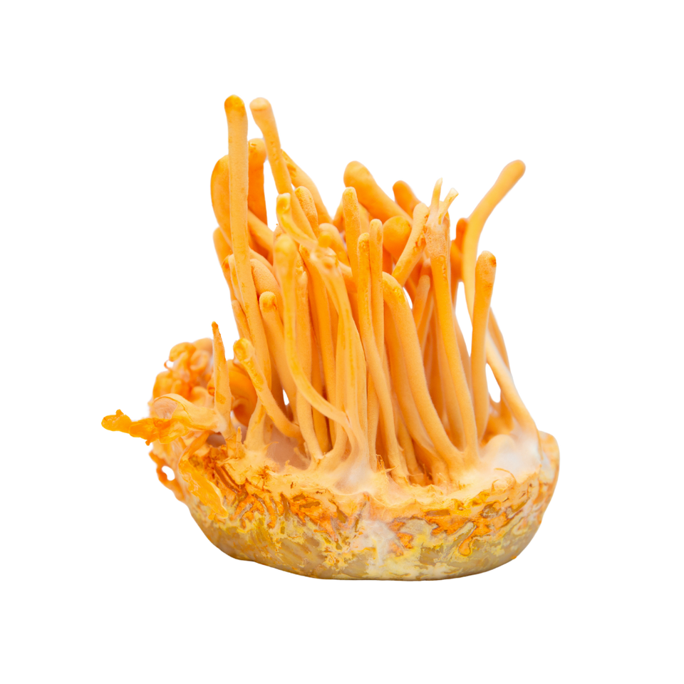 Cordyceps