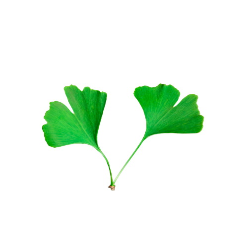 Ginkgo leaf