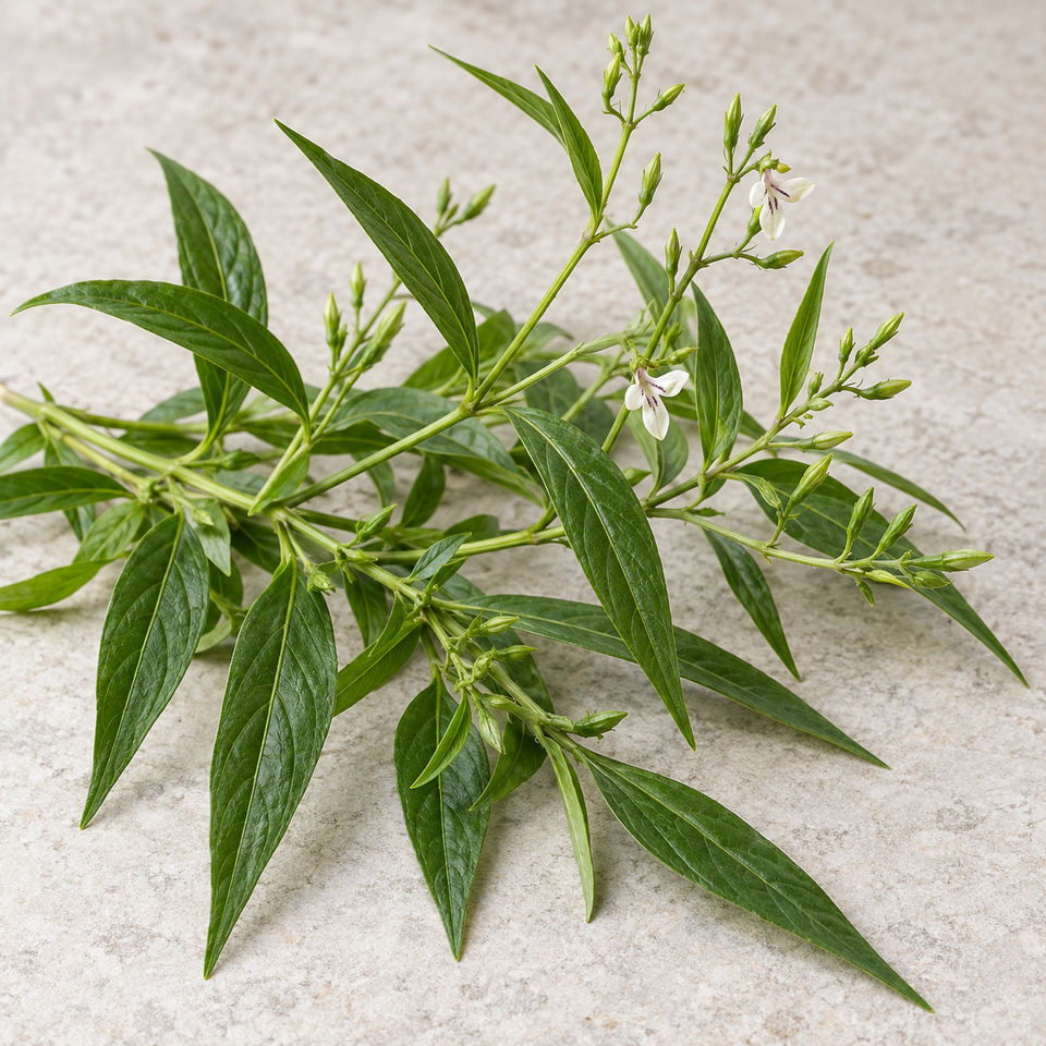 Andrographis