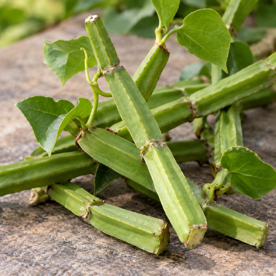 Cissus stem