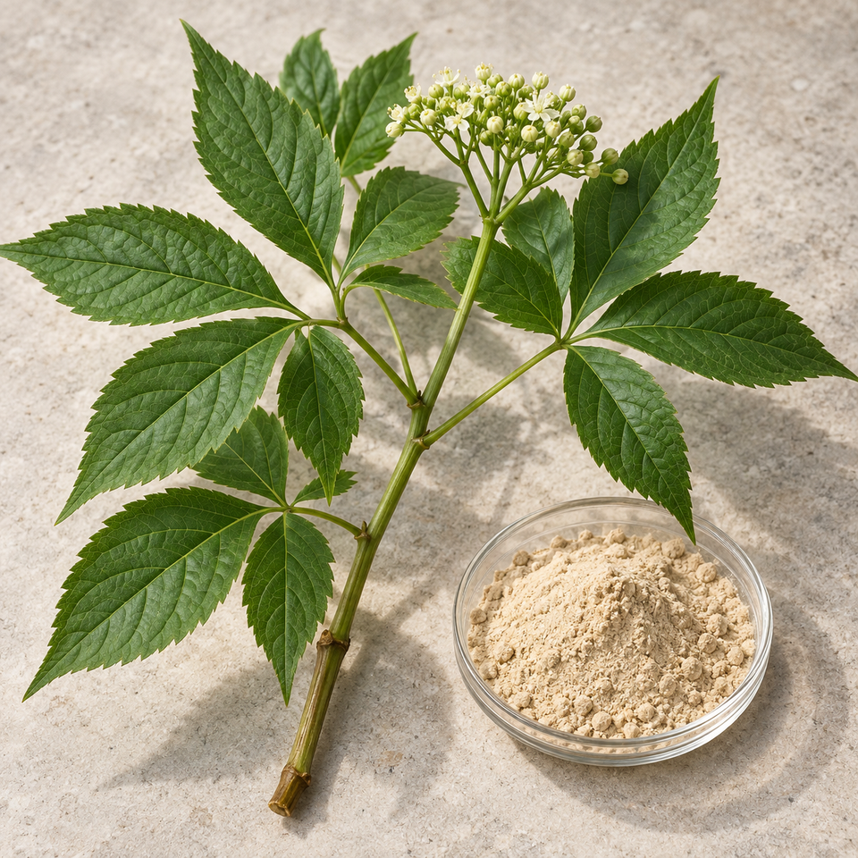 Ginseng stem and leaf