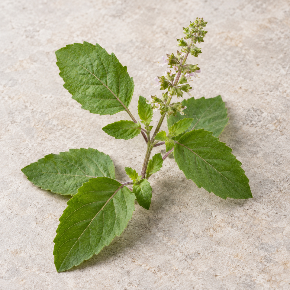 Holy basil leaf