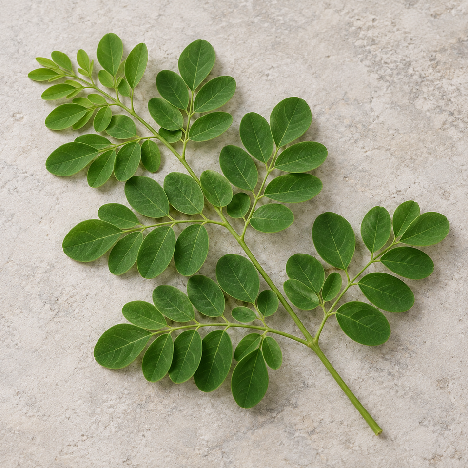 Moringa leaf