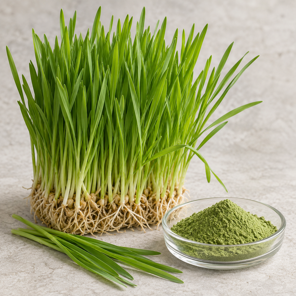 Wheat grass